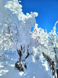 한국의 삿포로 평창으로 가야하는 이유❄️