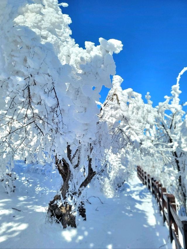 한국의 삿포로 평창으로 가야하는 이유❄️