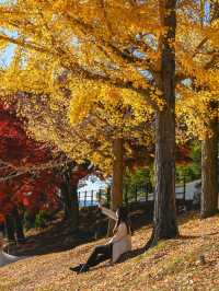 【奈良】銀杏も紅葉も見れる、おすすめの紅葉スポット
