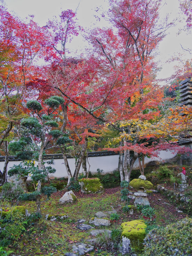 【ここ行って】本当は教えたくない🙅 1400年前建立の穴場紅葉寺院✨