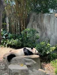มาดูแพนด้าที่ Singapore Zoo 🐼🐯