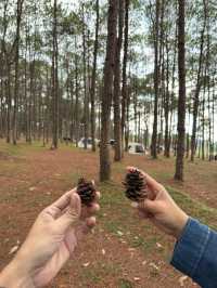 ภูหินร่องกล้า | พิษณุโลก 🏡⛰️🌲🍃