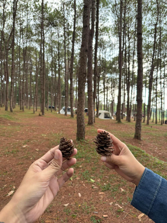 ภูหินร่องกล้า | พิษณุโลก 🏡⛰️🌲🍃