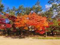 The peak autumn foliage at Changgyeonggung is awesome