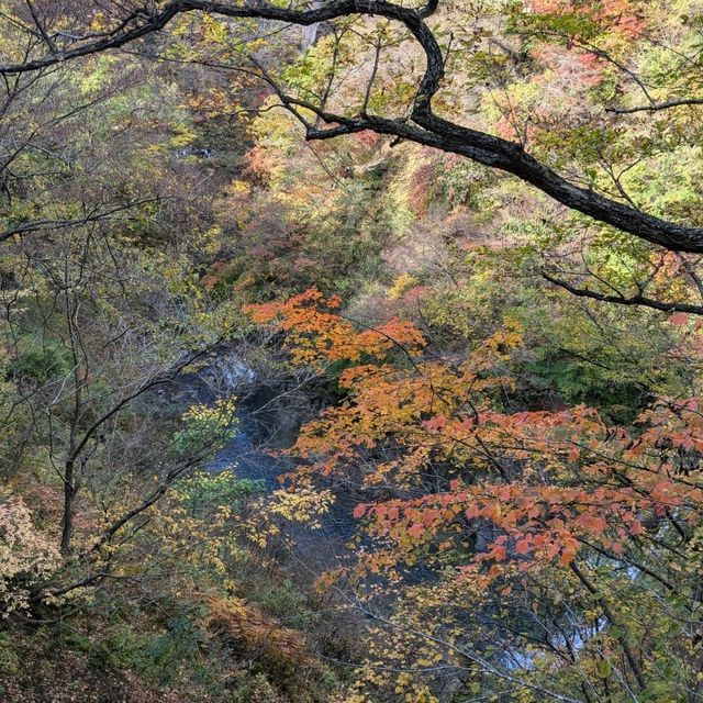 日本東北賞楓：鳴子峽與大深澤橋