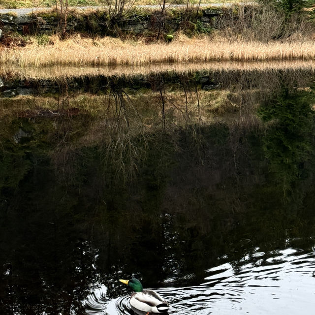 Skomakerdiket at Fløyen, Bergen Norway