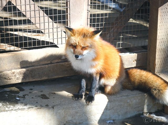 【宮城県】キツネの可愛いが大渋滞！「宮城蔵王キツネ村」