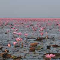 ทะเลบัวแดง - อุดรธานี