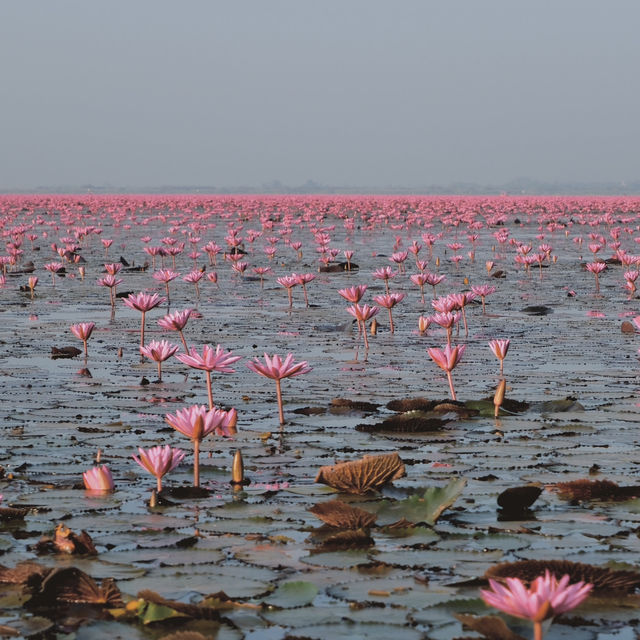 ทะเลบัวแดง - อุดรธานี