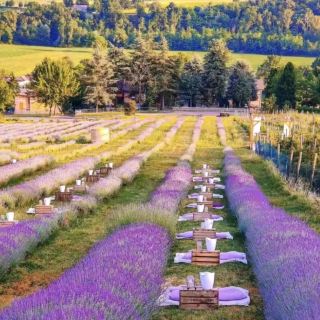 法國薰衣草田👀 古老村莊