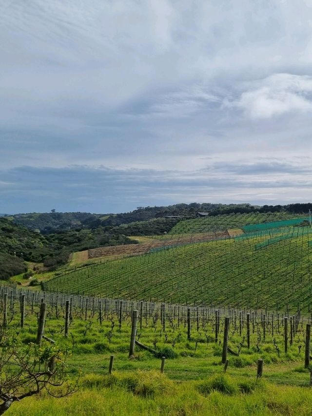 뉴질랜드 와인너리 투어🍷- MUDBRICK🇳🇿