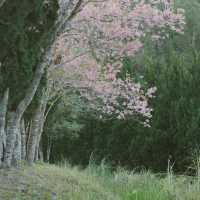 หนึ่งในหมู่บ้านที่ชอบที่สุด 'บ้านร่องกล้า'  🌸🌳