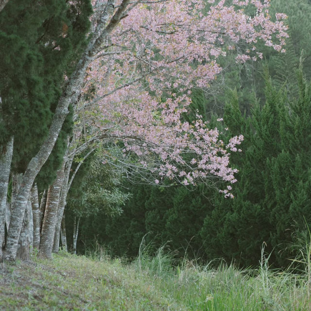 หนึ่งในหมู่บ้านที่ชอบที่สุด 'บ้านร่องกล้า'  🌸🌳