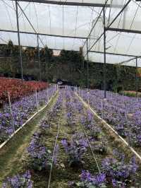 One of the famous and scenic tea plantations in Malaysia 