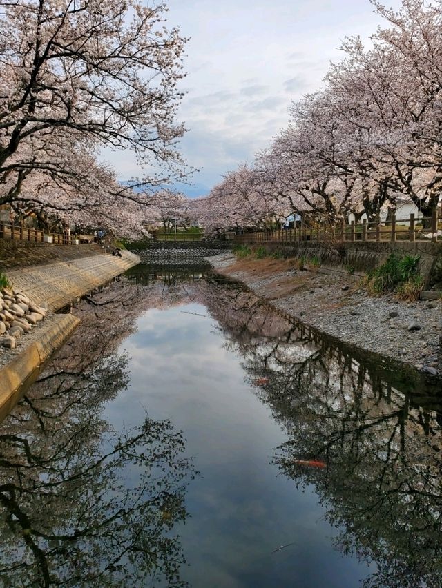 【桜に包囲される別世界 】