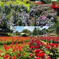 Lost in a sea of blooms at Songkhla Flower Farm  ✨🌸🌿