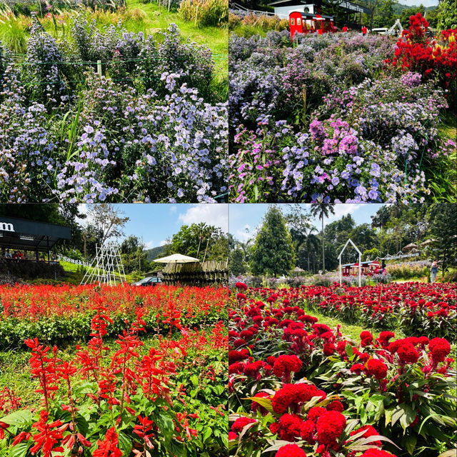 Lost in a sea of blooms at Songkhla Flower Farm  ✨🌸🌿