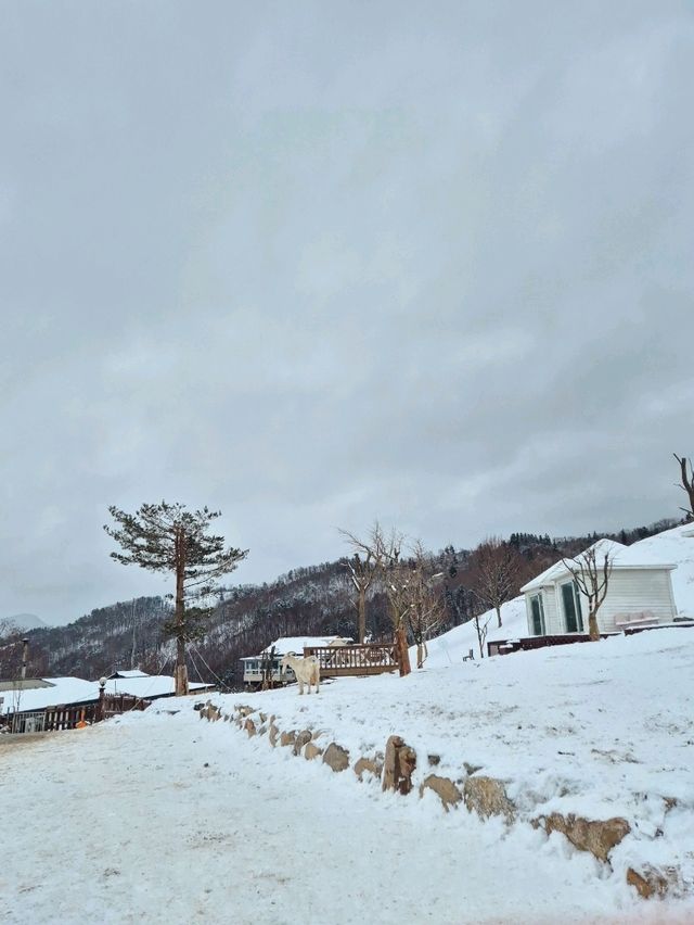 겨울엔 강원도 태백 여행 어때요? 환상적인 설경이 펼쳐지는 이곳