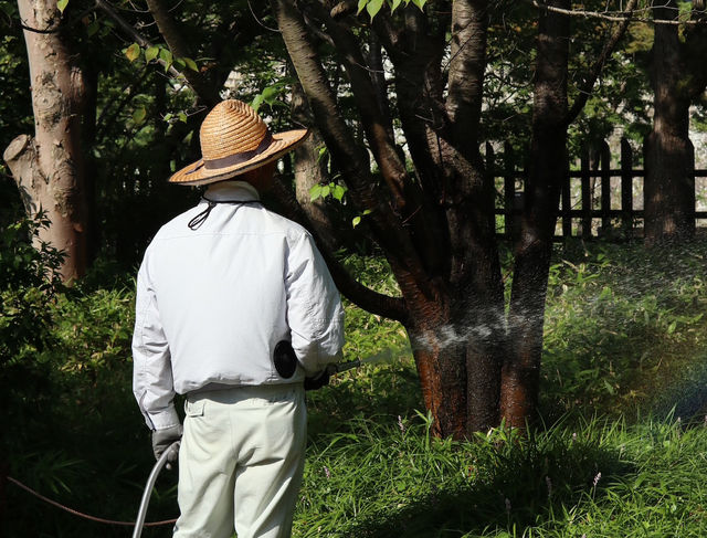 A Tranquil Escape Beside Himeji Castle: Koko-en’s Timeless Beauty
