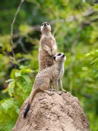 A day in Melbourne Zoo