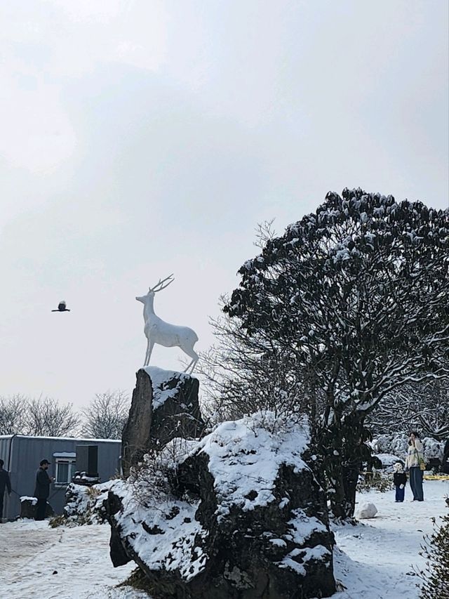 제주도에 눈이왔다면 여기로💙