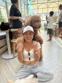 Dog In Town Café (ด็อกอินทาวน์ คาเฟ่) 