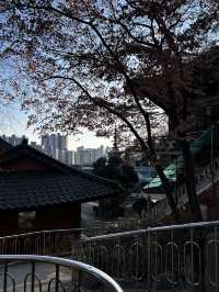 추운데도 절 마당을 스치는 바람 소리를 느낄수 있는 삼성산 보장사🇰🇷