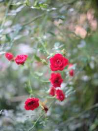 พาไปชมสวนกุหลาบหลวง 🌹ที่เชียงใหม่