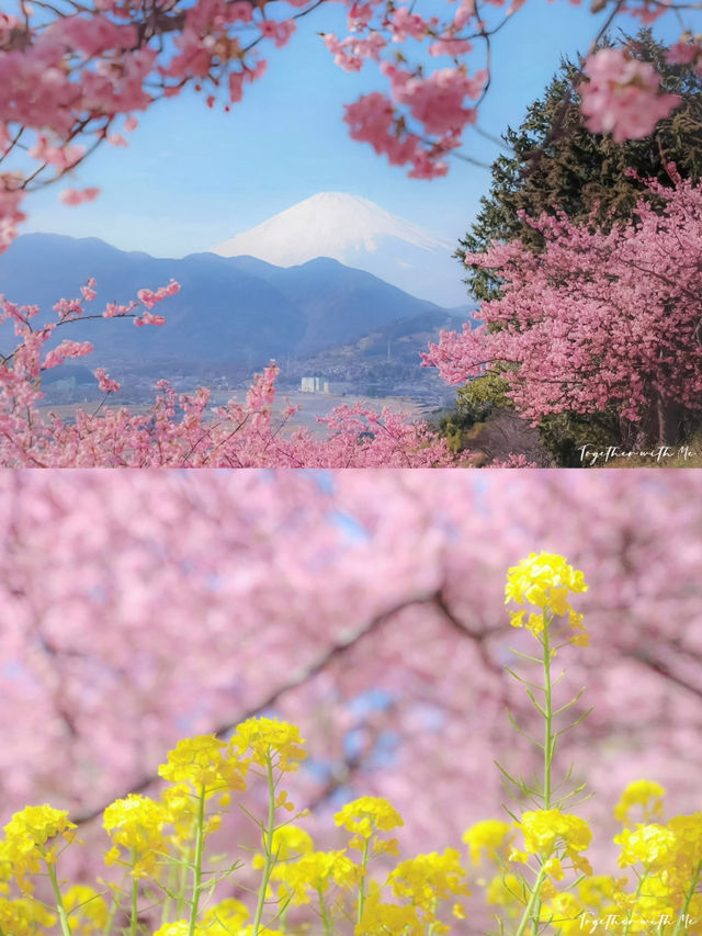 🌸 Matsuda Sakura Festival 🌸