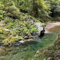 金面山親山步道🌿與青山綠水共舞