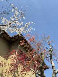 京都二條城的櫻花盛宴🌸✨