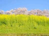 【埼玉県】SNS人気に！古墳の上に咲く桜の木「さきたま古墳」