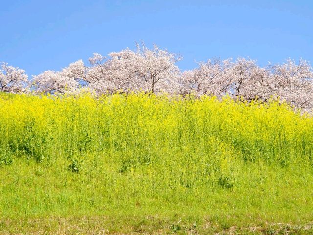 【埼玉県】SNS人気に！古墳の上に咲く桜の木「さきたま古墳」