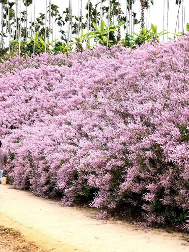 粉紅山丘麝香木秘境櫻花美景