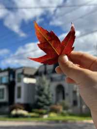 🍁캐나다에서 살아남기🍁