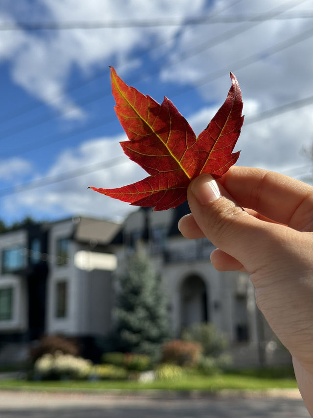 🍁캐나다에서 살아남기🍁