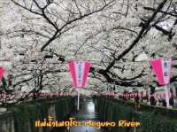 5 จุดชมซากุระในโตเกียว บรรยากาศชิลๆ ที่ไม่ควรพลาด