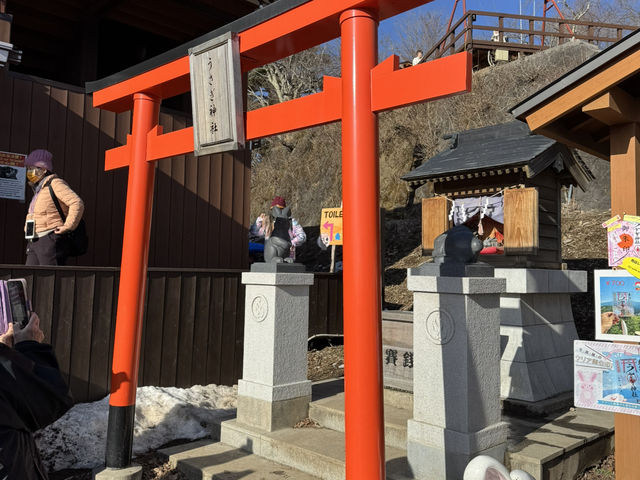富士山 山中湖伊豆自駕遊之旅