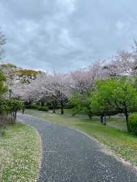 🇯🇵 大阪 | 大阪城公園的櫻吹雪 🌸