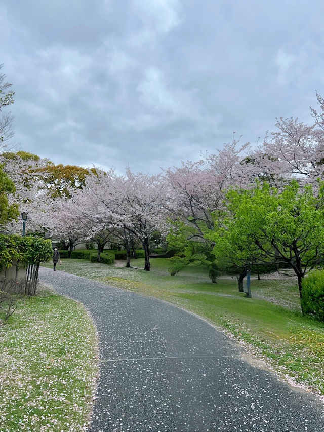 🇯🇵 大阪 | 大阪城公園的櫻吹雪 🌸