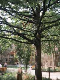 🎓 Visiting The University of Manchester 🌸