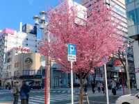 ต้นซากุระ @Sakae Street, Nagoya