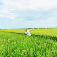 “Spring Escape: Sekinchan Green Paddy”