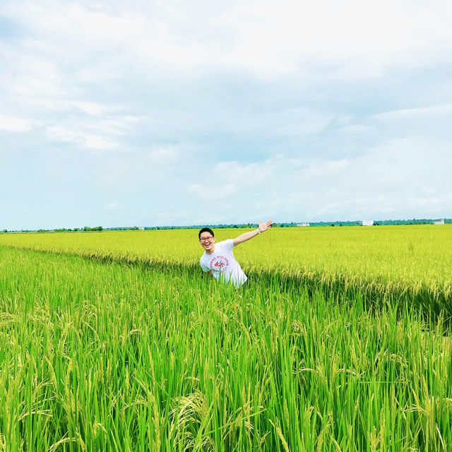 “Spring Escape: Sekinchan Green Paddy”
