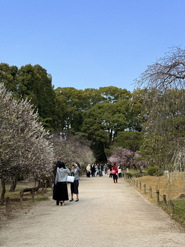 廣島｜泉水屋敷到縮景園 經過原爆悲劇後重現400年前庭園