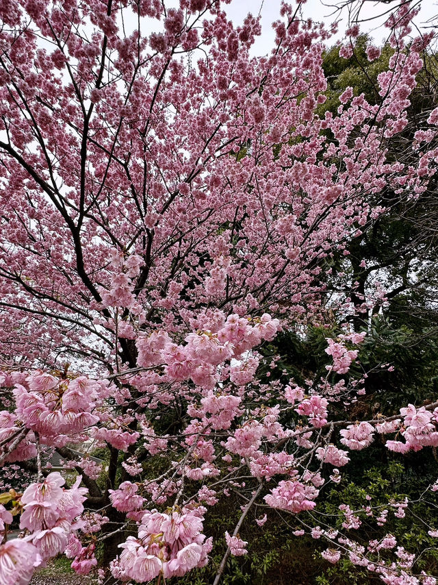 🌸Sakura Season Magic🌸: Where to See Japan’s Most Stunning Blooms