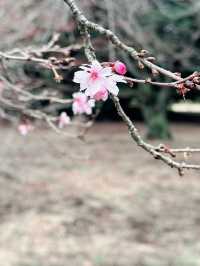 🌸 Sakura Blooming at Shinjuku Gyoen National Garden 🌸