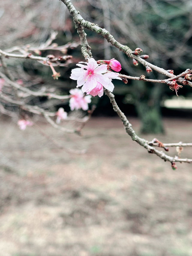 🌸 Sakura Blooming at Shinjuku Gyoen National Garden 🌸