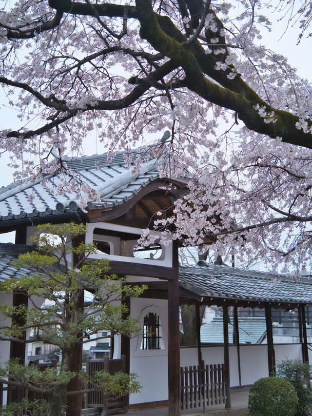 【愛知】行かなきゃ損‼️カメラ好きの憧れ✨額縁みたいな絶景🌸