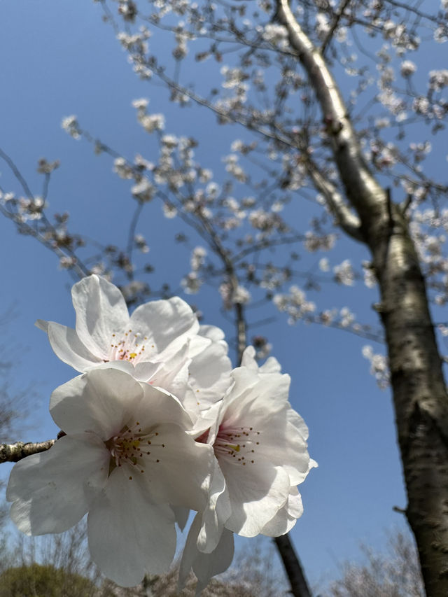 Blossoms & Solitude: Tiger Hill’s Unexpected Sakura Charm